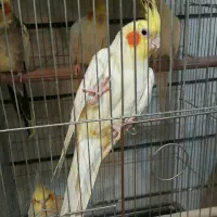 جوجه عروس هلندی سرلاکی ودو ماهه وبالغ درنژاد مختلف|پرنده|کرج, حصارک بالا|دیوار