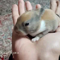 بچه خرگوش