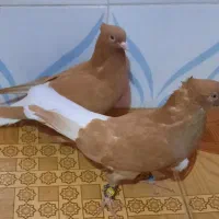 نروماده اشعل زرد ویه ماده قهوی دم سفید|پرنده|خرمشهر, |دیوار