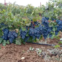 فروش انگور سیاه سردشت