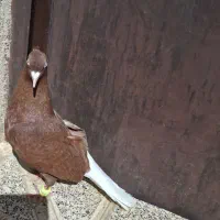 سرخ دم سفید ماده