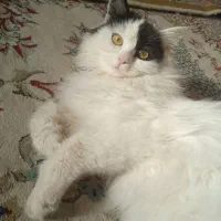 حیوان خانگی|گربه|بافق, |دیوار