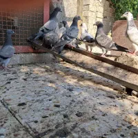 جوجه کبوتر پلاکی