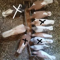 کفتر ساده و چپ|پرنده|سبزوار, کهنه آب|دیوار