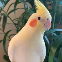 عروس هندس گمشده