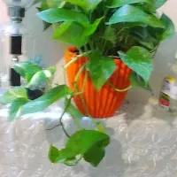 ادنیوم|گل و گیاه طبیعی|قم, علی آباد سعدگان|دیوار