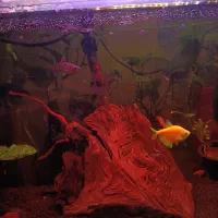 آکواریوم با وسایل|ماهی|اصفهان, بهارستان|دیوار