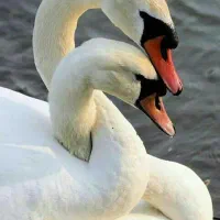 حادثه خبر نمیکند آماده ای