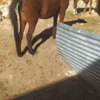 اسب‌‌مادیان|اسب و تجهیزات اسب‌سواری|زاغه, |دیوار