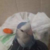 طوطی برزیلی رام و دستی|پرنده|سنندج, |دیوار