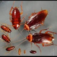سمپاشی کلیه حشرات سوسک سم پاشی ساس کنه تضمین ۱۰۰٪