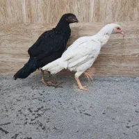 3 تا جوجه لاری