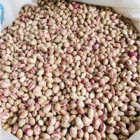 لوبیا چیتی بار امسال بوجار شده خوشرنگ