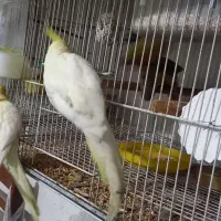 ماده است با یک نر البینو یا لوتیتو معاوضه میکنم