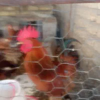 خروس بزرگ دو رگه