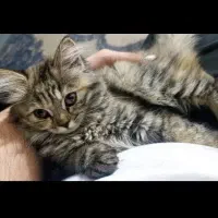 گربه نژاد بریتیش و پرشین میکس|گربه|اهواز, شهرک برق|دیوار