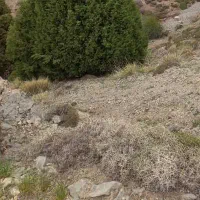 زمین دنج در مبارک اباد