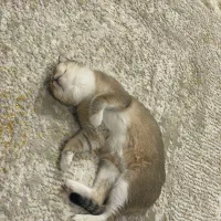 واگذاری گربه بریتیش|گربه|کرمانشاه, |دیوار