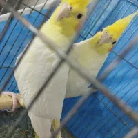 عروس هلندی مولد