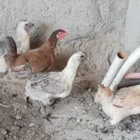 تخم مرغ و جوجه لاکندزی|حیوانات مزرعه|مسجد سلیمان, |دیوار