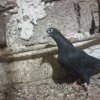 کبوتر جوجه|پرنده|برازجان, |دیوار