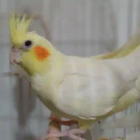 طوطی عروس هلندی|پرنده|سنگر, |دیوار