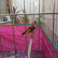 سهره نر  صحنه