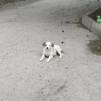 واگذاری توله سگ پا کوتاه