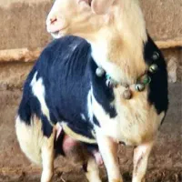 قوچ و تخلو نر جم میکنم برای چرا