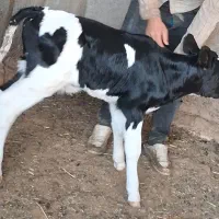 گوساله نر