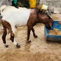 فروش چند عدد نری وقوچ شهری و چاق|حیوانات مزرعه|قشم, |دیوار