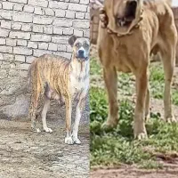 حیوانات|سگ|جلگه رخ, |دیوار