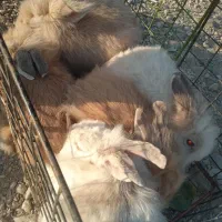 لوپ|موش و خرگوش|یاسوج, |دیوار