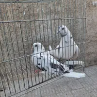 معاوضه ..|پرنده|اصفهان, بهارستان (مخابرات)|دیوار