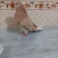 کبوتر سرور زرد