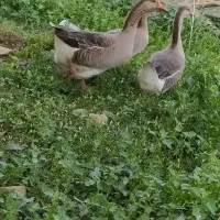 دورگه قوغاز
