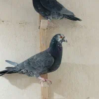 زاغ آلمانی قلدور نرپولکی نر جوجه پرشی ۳تاش ۱تومن