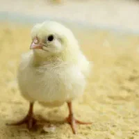 کارگر مجرد مرغداری گوشتی