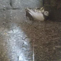 کفتر طوقی نر مست