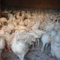 فروش جوجه بوقلمون بیوتی 6