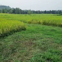 زمین ۷۰۰متری مسکونی|فروش زمین و ملک کلنگی|شفت, |دیوار