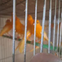 قناری  نر|پرنده|ابریشم, |دیوار