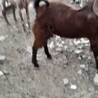 پاچن هنوز ی سالش نشده