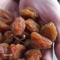 الو بخارا|خوردنی و آشامیدنی|تهران, بهداشت|دیوار