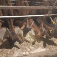 آلپاین|حیوانات مزرعه|کشکوئیه, |دیوار