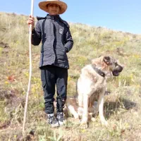 سگ سرابی|سگ|قیدار, |دیوار