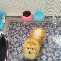 واگذاری پامر اصل