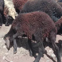 بره نر و ماده|حیوانات مزرعه|میاندوآب, |دیوار