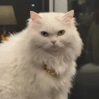 گربه بریتیش بفروش میرسد