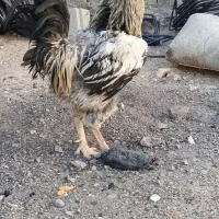 فروش خروس دورگه درشت و بلند